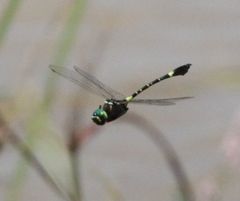 Phyllomacromia contumax