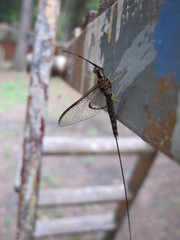 Hexagenia bilineata