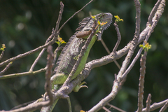 Iguana iguana