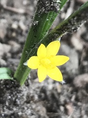 Hypoxis mexicana