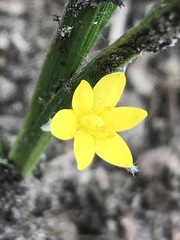 Hypoxis mexicana