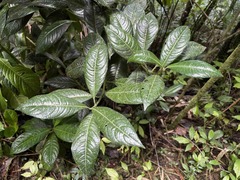 Lasianthus lanceolatus
