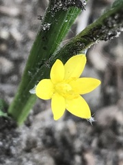 Hypoxis mexicana