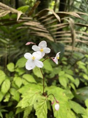 Begonia decandra