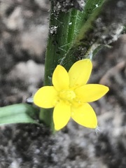 Hypoxis mexicana