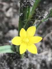 Hypoxis mexicana