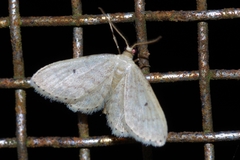 Idaea neovalida