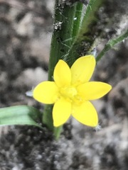 Hypoxis mexicana