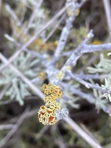 Caloplaca stipitata