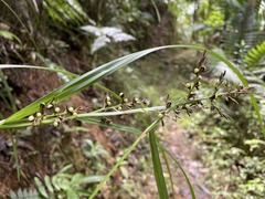 Scleria secans