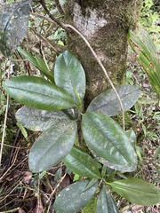 Magnolia splendens