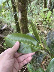 Magnolia splendens