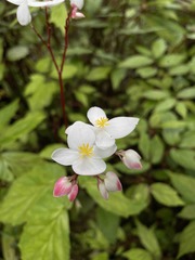 Begonia decandra