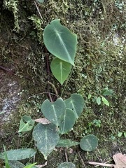 Peperomia hernandiifolia