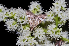 Agrioglypta fulguralis