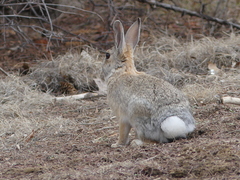 Sylvilagus audubonii