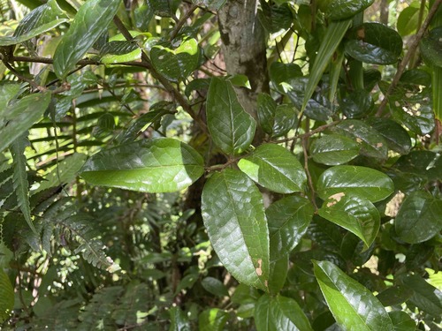 aceitunilla (Symplocos micrantha)