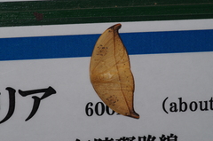 Callidrepana hirayamai