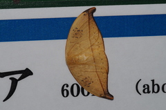 Callidrepana hirayamai