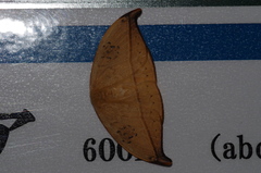 Callidrepana hirayamai