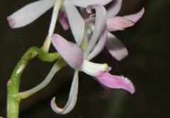 Dipodium squamatum