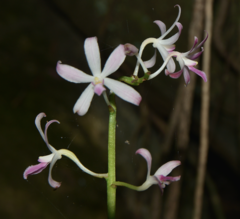 Dipodium squamatum