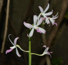 Dipodium squamatum