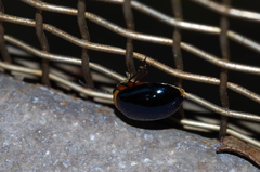 Morphosphaera caerulea