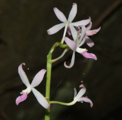 Dipodium squamatum
