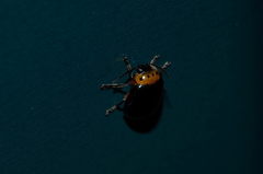 Morphosphaera caerulea