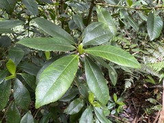 Hedyosmum arborescens
