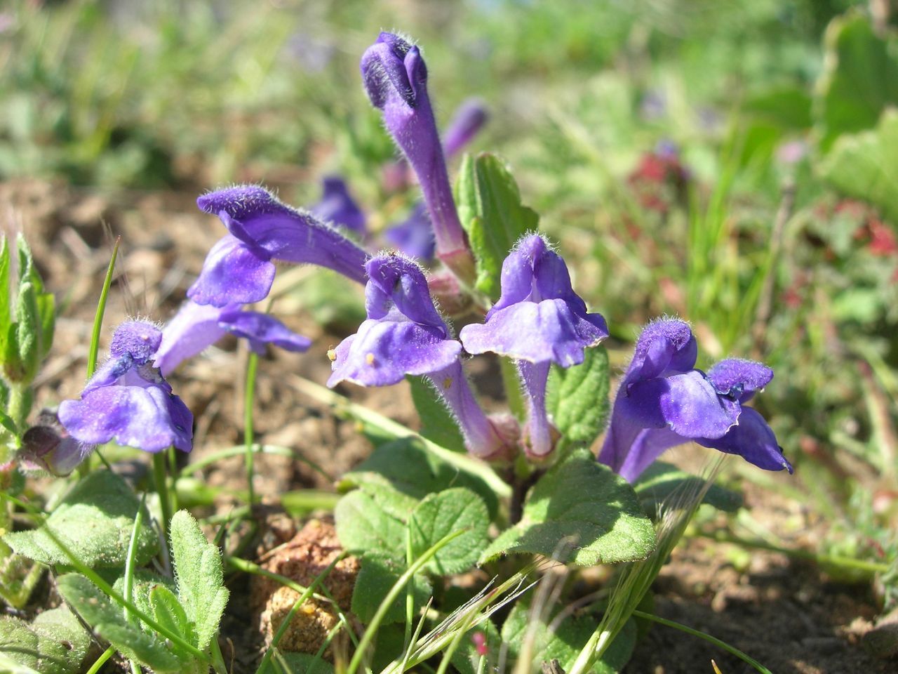 Scutellaria tuberosa