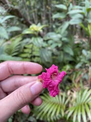Tabebuia rigida