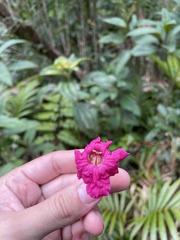 Tabebuia rigida