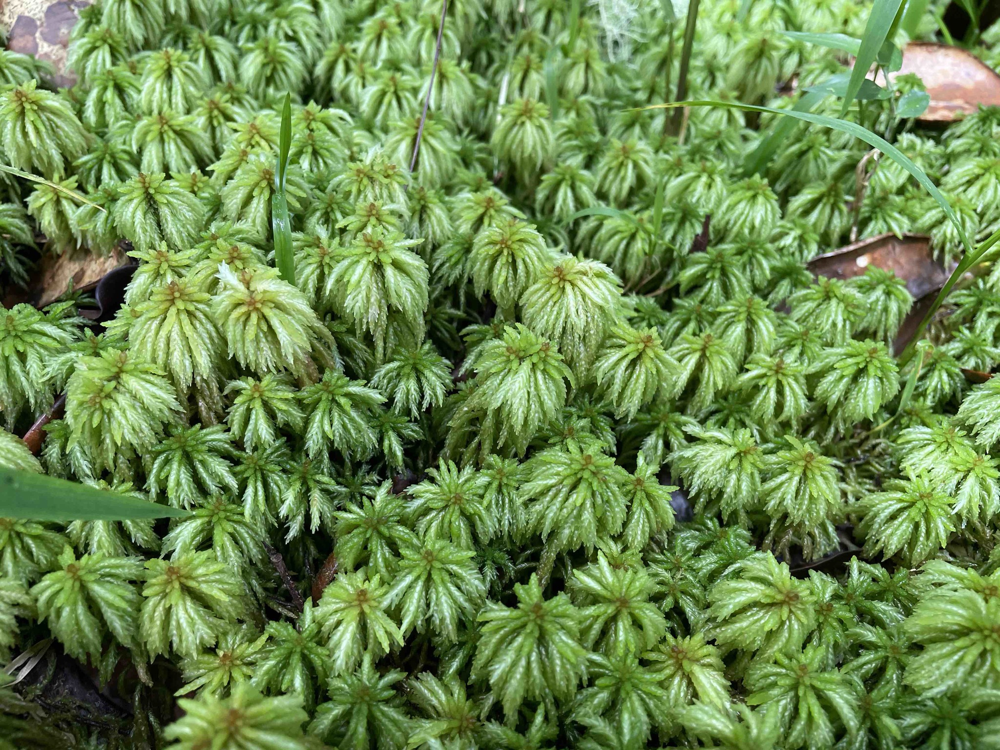 Sphagnum mosses (Genus Sphagnum) · iNaturalist