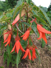 Begonia boliviensis