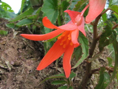 Begonia boliviensis