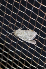 Spodoptera pecten