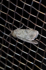 Spodoptera pecten
