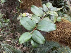 Vaccinium racemosum