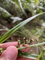 Scleria secans