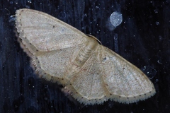 Idaea sakuraii