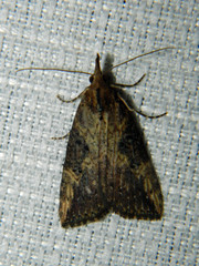 Hypena humuli