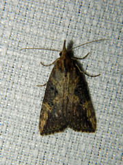 Hypena humuli