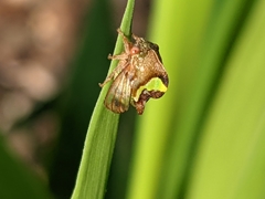 Smilia fasciata