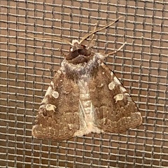 Cerastis tenebrifera