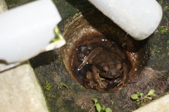 Rhinella marina