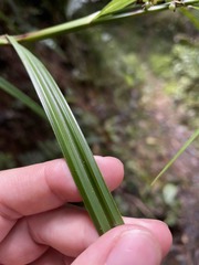 Scleria secans