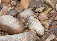 Ellipsoptera sperata