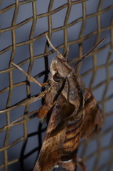 Macroglossum pyrrhosticta